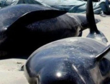 Η Ιαπωνία επιτρέπει ξανά την εμπορική φαλαινοθηρία